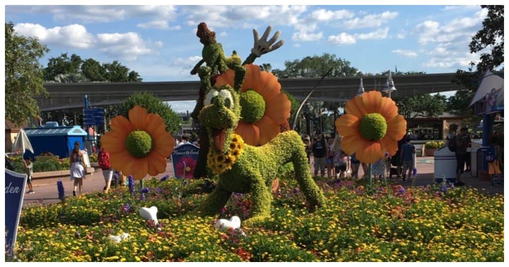 Everyone's favorite dog Pluto and Goofy Topiary